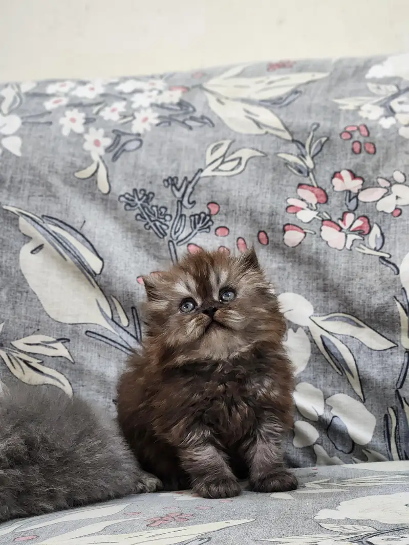 Persian kittens — photo 5