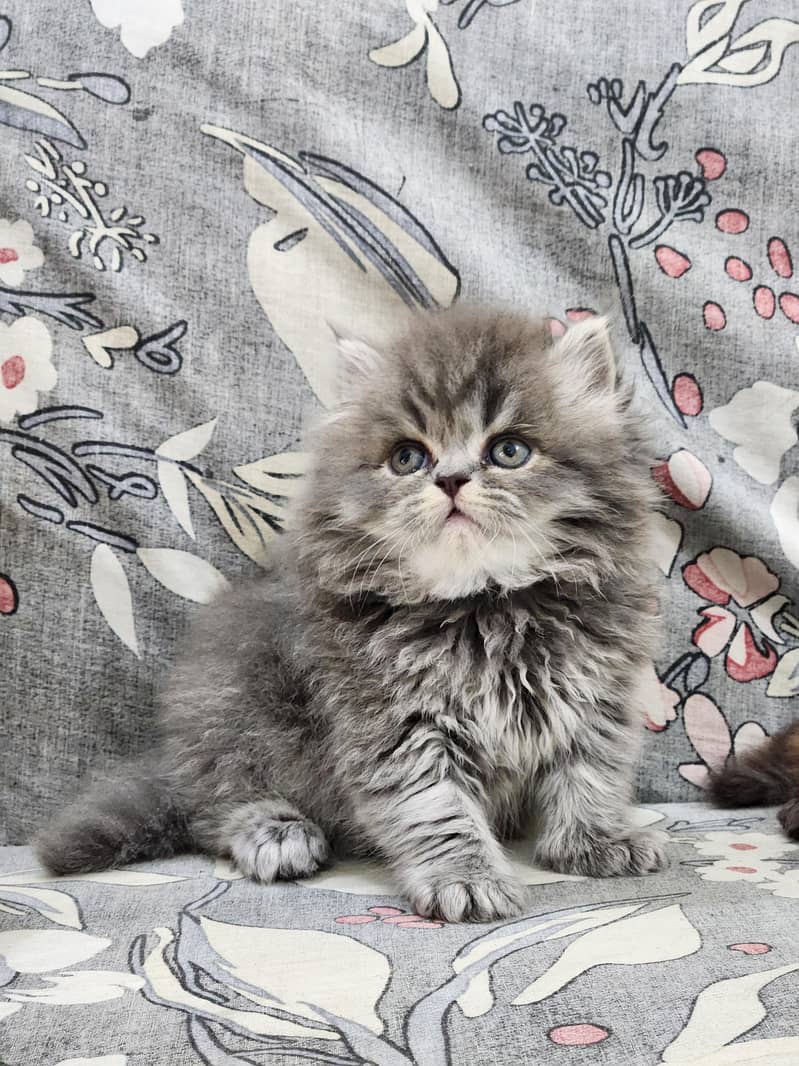 Persian kittens 5