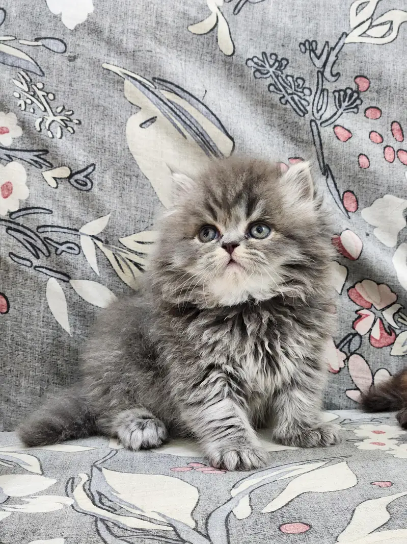 Persian kittens — photo 6