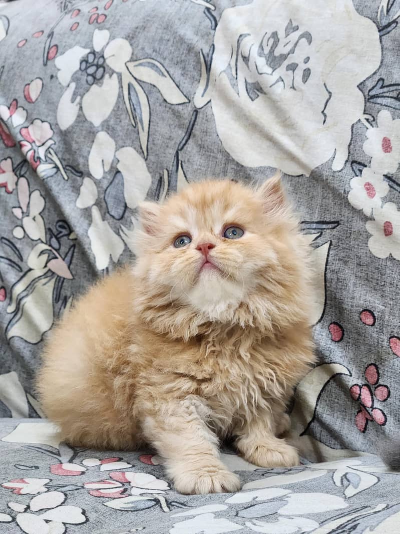 Persian kittens 6