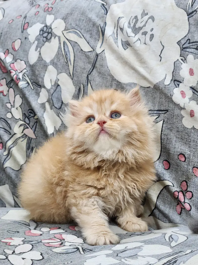 Persian kittens — photo 7