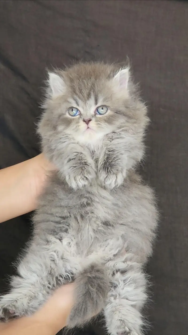 Persian kittens — photo 8
