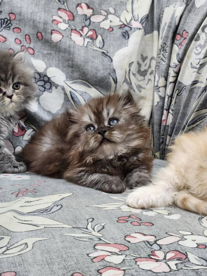 Persian kittens 8