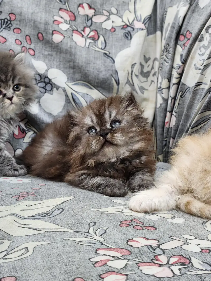 Persian kittens — photo 9