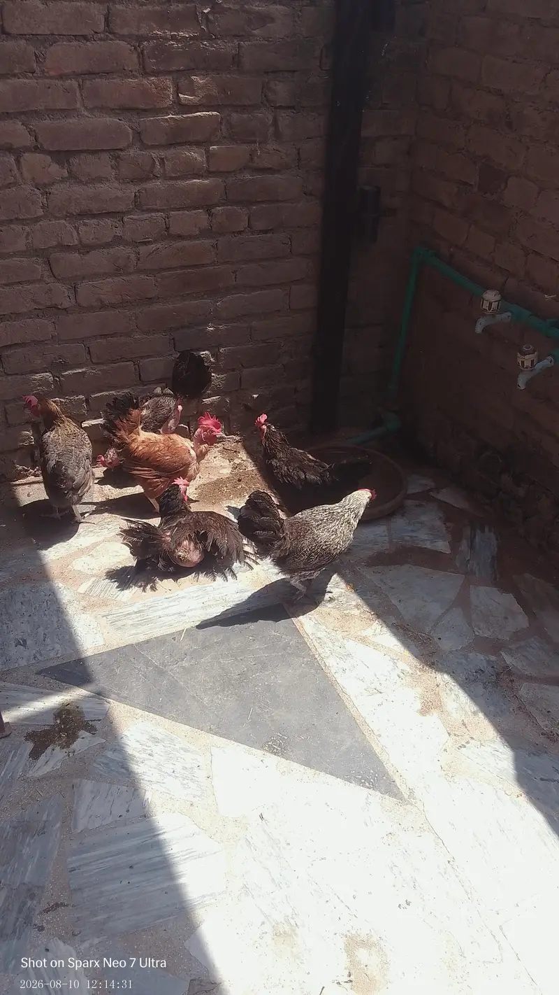 golden misri eggs wali hens hy — photo 2