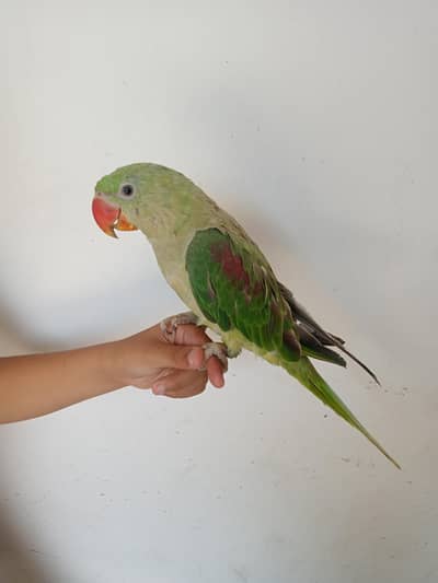 Beautiful Aligzender parrot