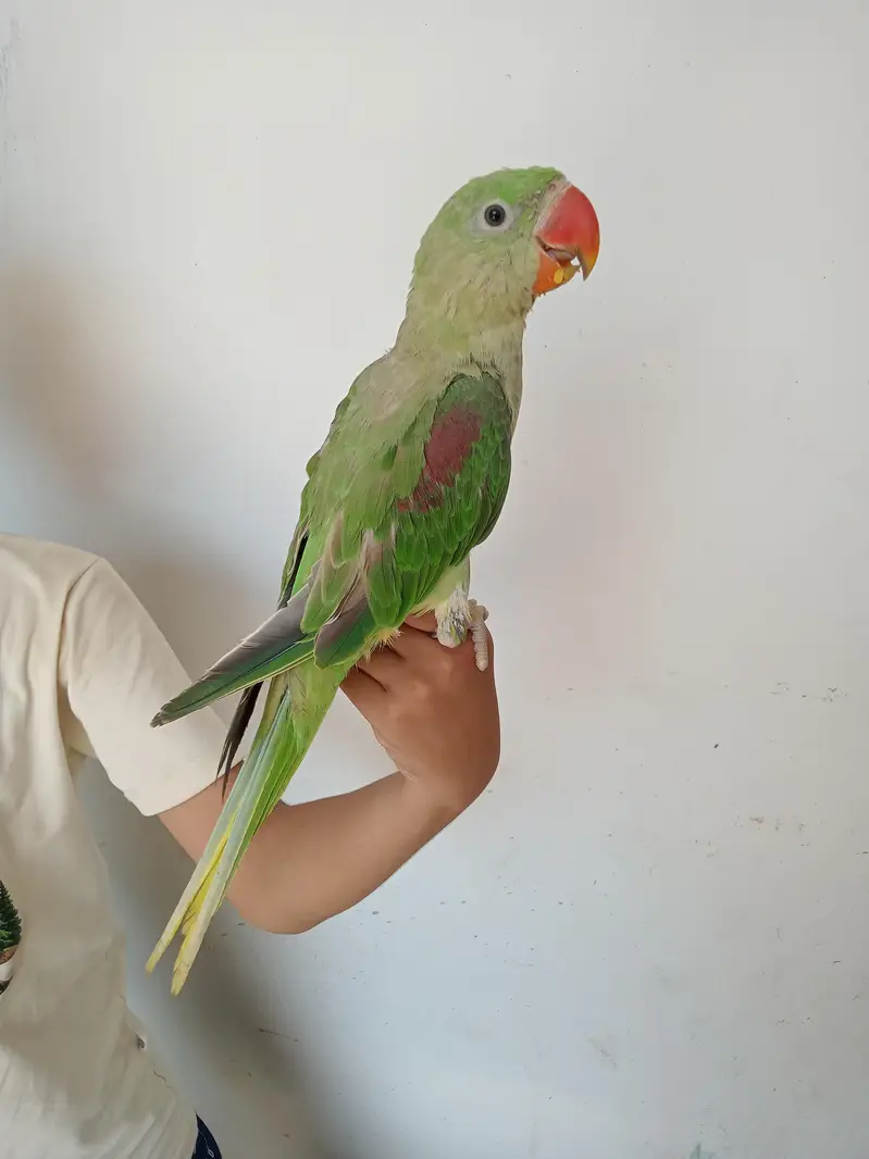 Beautiful Aligzender parrot — photo 2