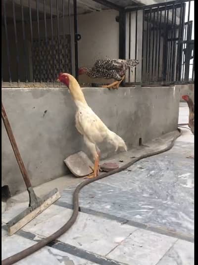 MashaAllah — Premium Quality Aseel Chicks, Eggs & Breeders Available