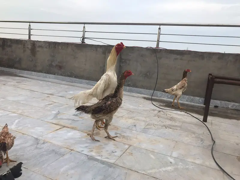 MashaAllah — Premium Quality Aseel Chicks, Eggs & Breeders Available — photo 2
