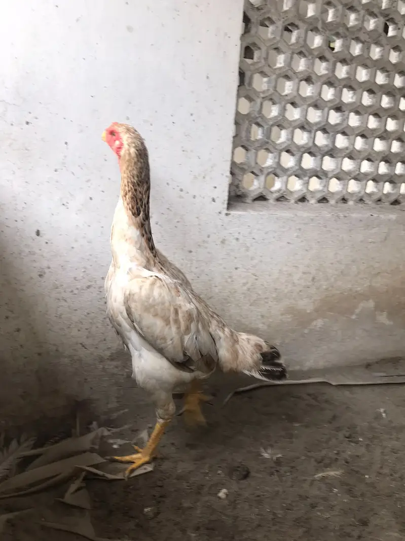 MashaAllah — Premium Quality Aseel Chicks, Eggs & Breeders Available — photo 3