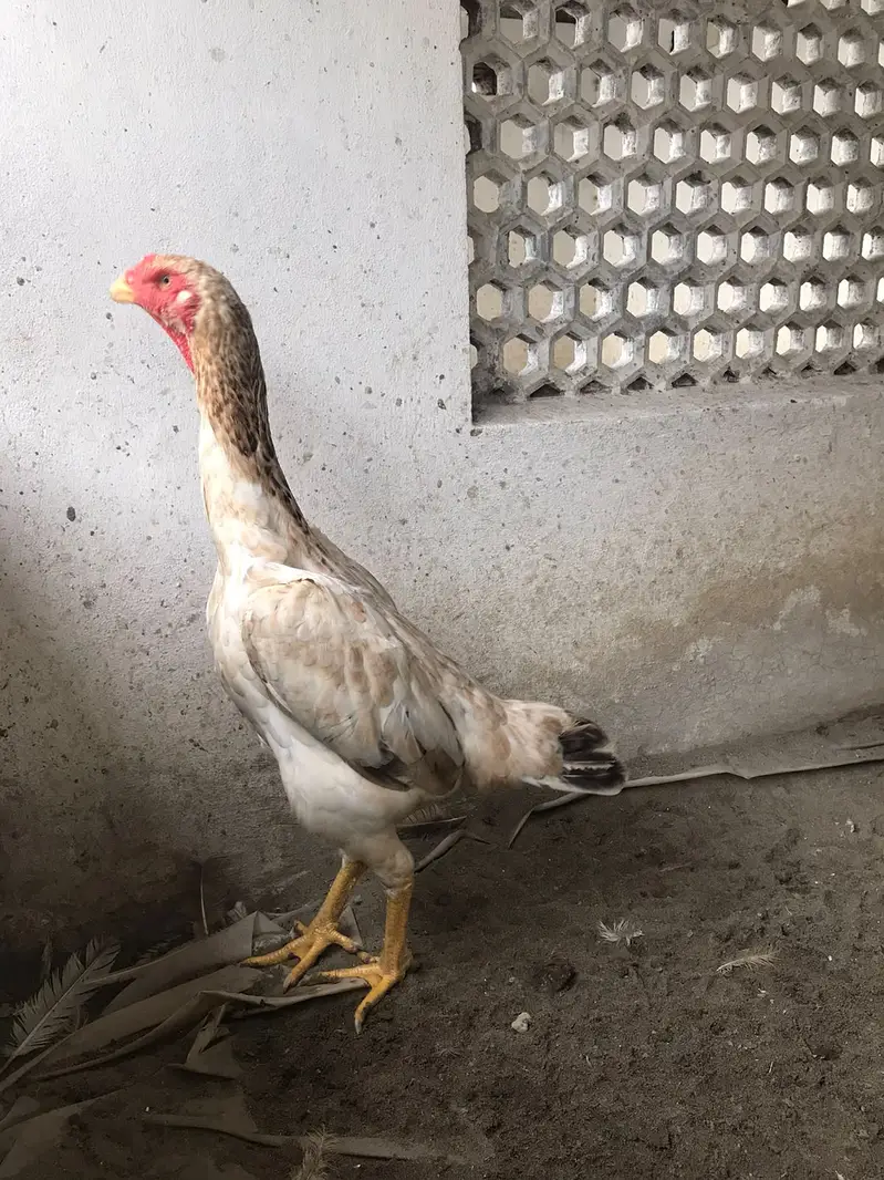 MashaAllah — Premium Quality Aseel Chicks, Eggs & Breeders Available — photo 4