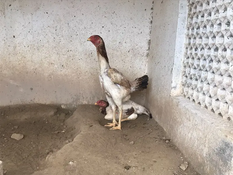MashaAllah — Premium Quality Aseel Chicks, Eggs & Breeders Available — photo 5