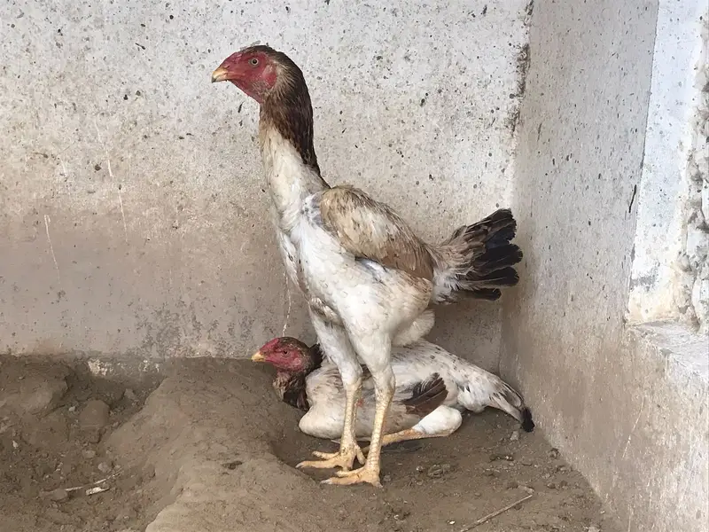 MashaAllah — Premium Quality Aseel Chicks, Eggs & Breeders Available — photo 6