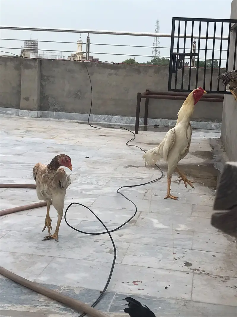 MashaAllah — Premium Quality Aseel Chicks, Eggs & Breeders Available — photo 7
