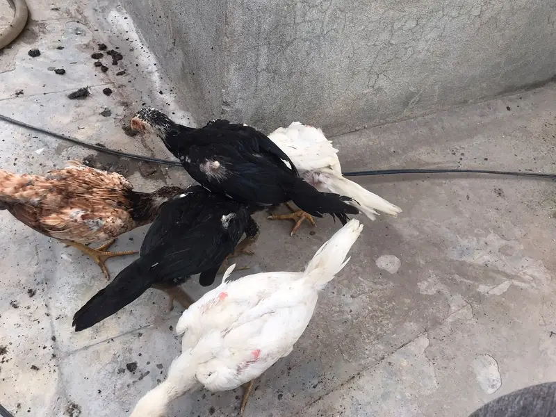 MashaAllah — Premium Quality Aseel Chicks, Eggs & Breeders Available — photo 8