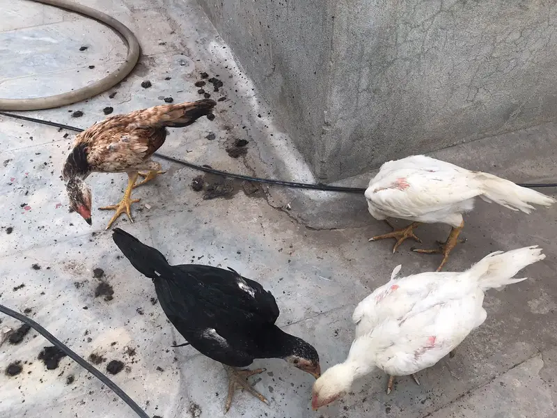 MashaAllah — Premium Quality Aseel Chicks, Eggs & Breeders Available — photo 9