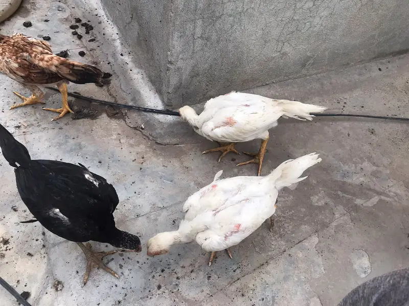 MashaAllah — Premium Quality Aseel Chicks, Eggs & Breeders Available — photo 10