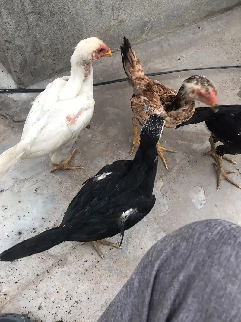 MashaAllah — Premium Quality Aseel Chicks, Eggs & Breeders Available — photo 11