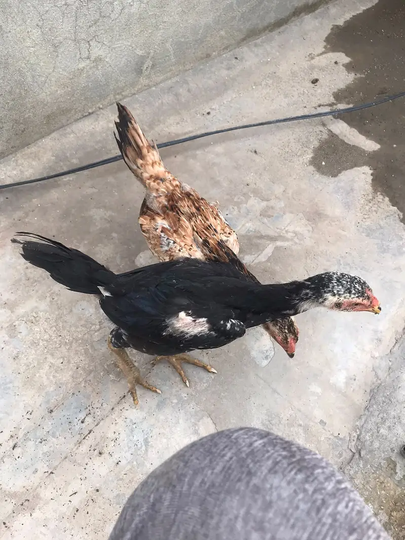 MashaAllah — Premium Quality Aseel Chicks, Eggs & Breeders Available — photo 12