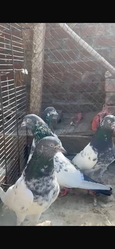 Teddy breeder pairs