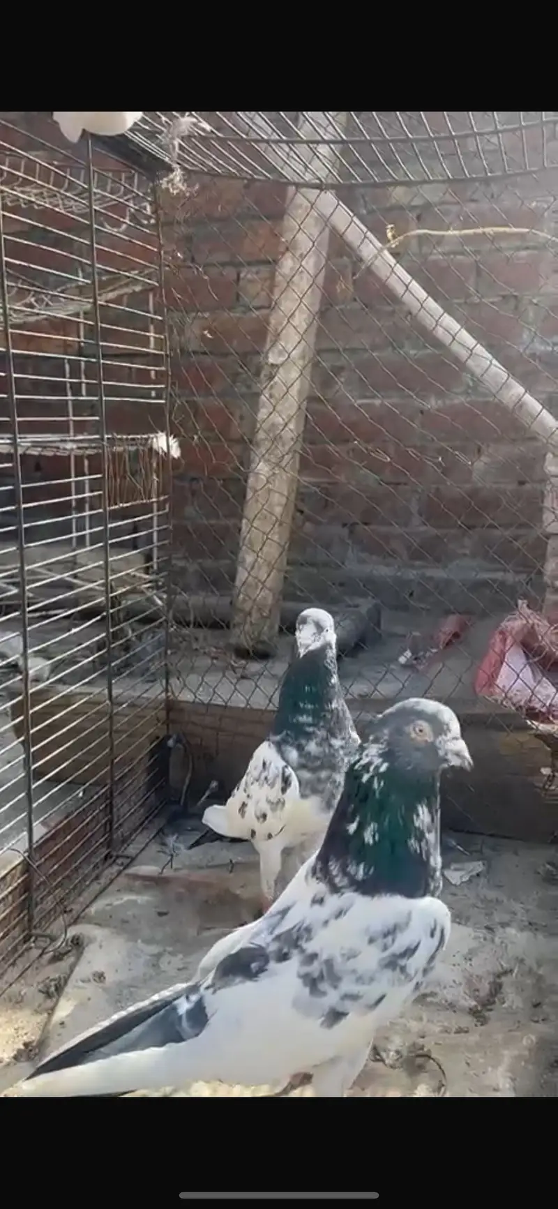 Teddy breeder pairs — photo 2