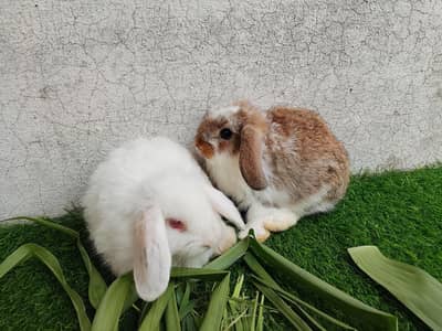 Hollandloop bunnies for sale