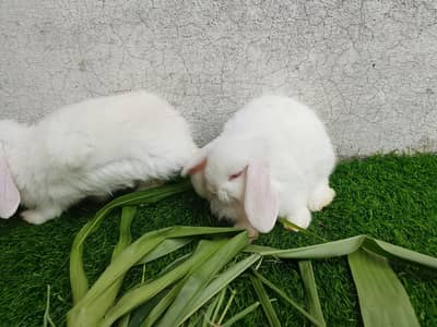 Hollandloop adult pair for sale