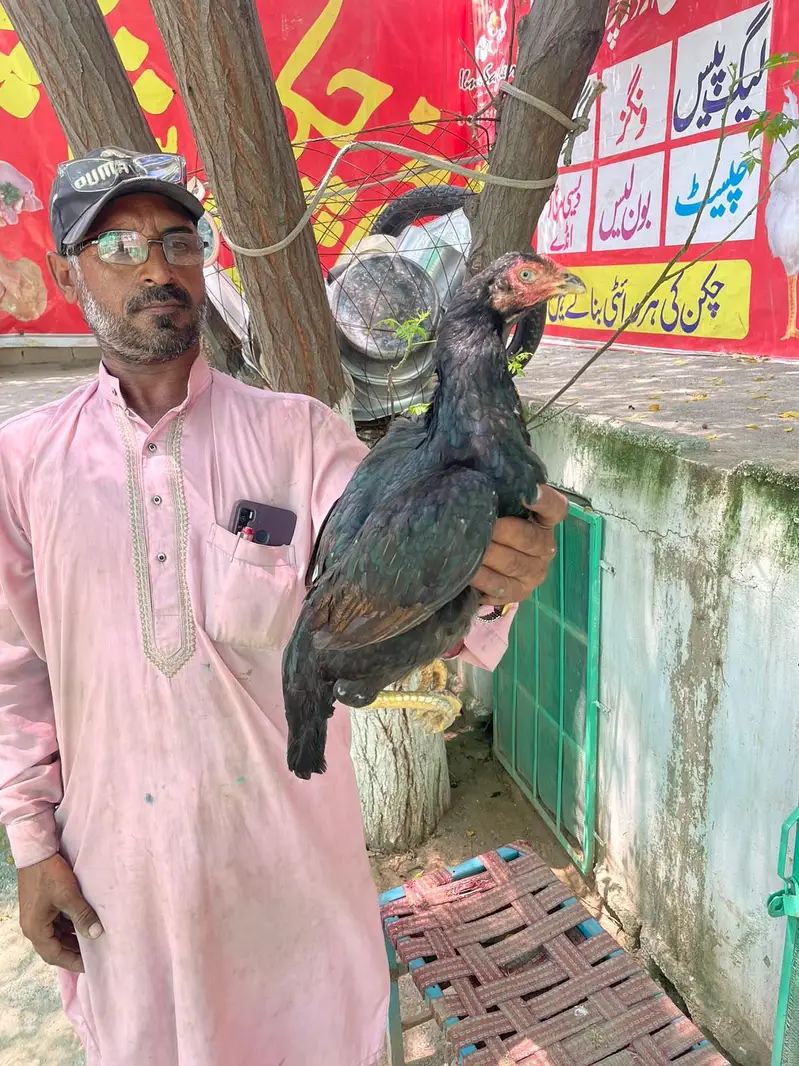 miyawaliaseel — photo 3