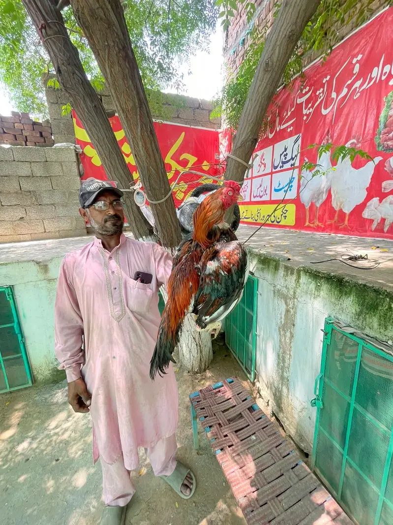 miyawaliaseel — photo 4