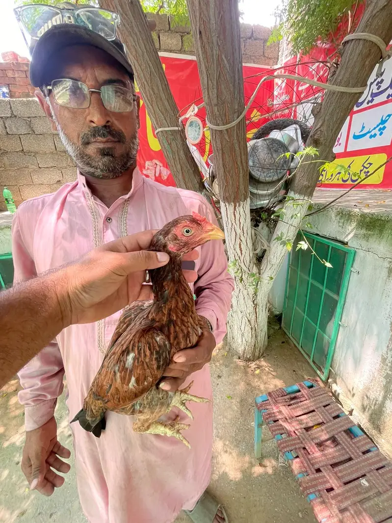 miyawaliaseel — photo 5