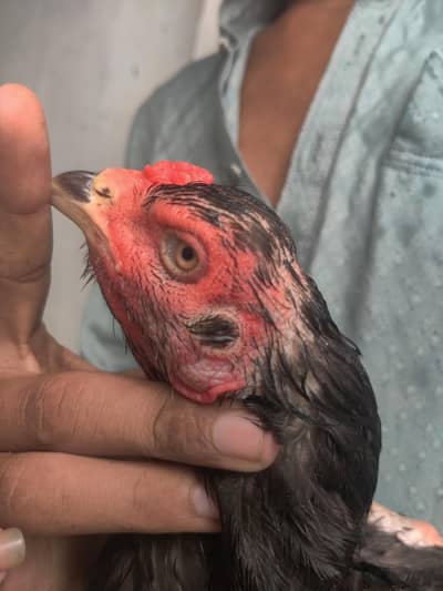 Thai hen