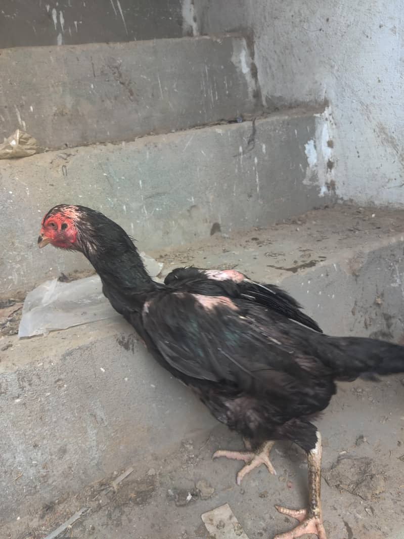 Thai hen 1