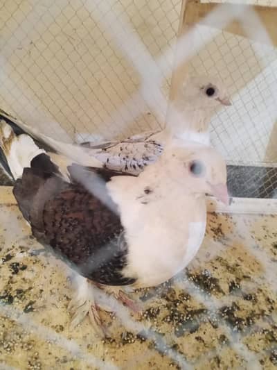 breeder pair for sale