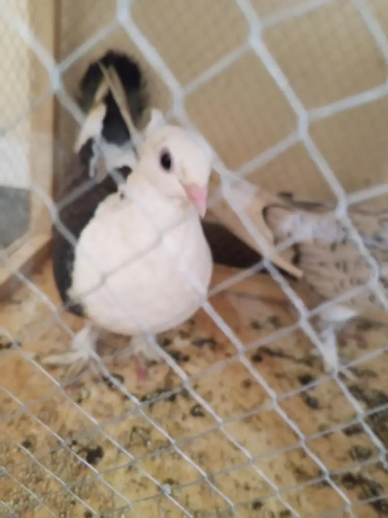 breeder pair for sale — photo 2