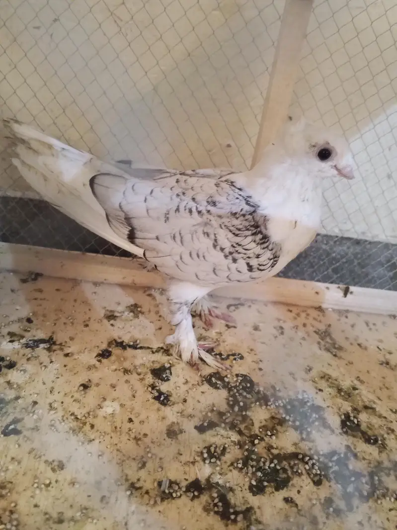 breeder pair for sale — photo 3