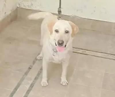 Labrador female 13 months age