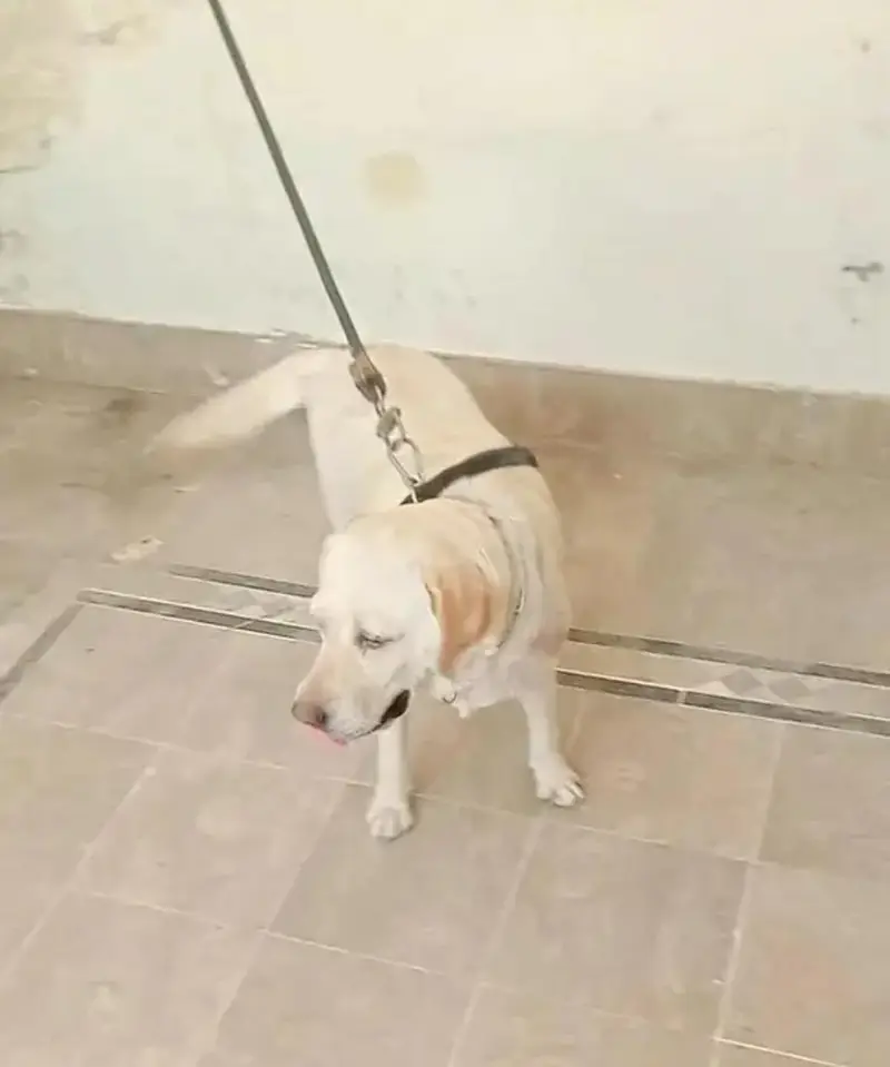 Labrador female 13 months age — photo 2