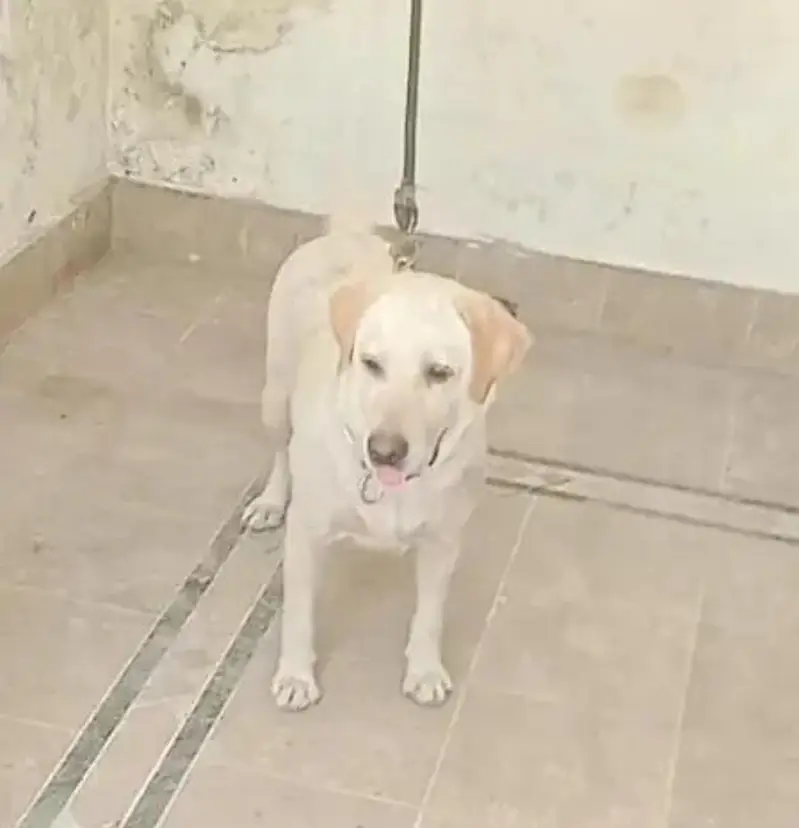 Labrador female 13 months age — photo 3