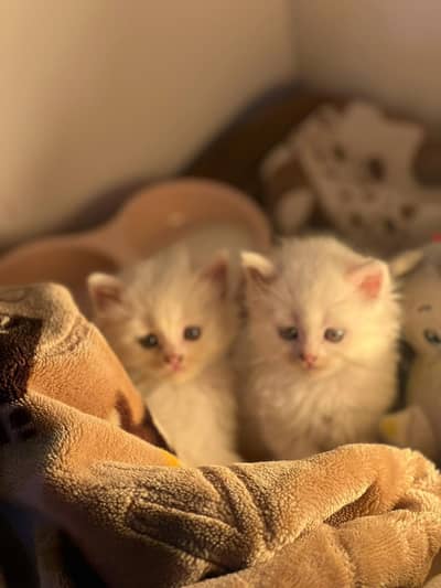 treple coated butifull Cat baby