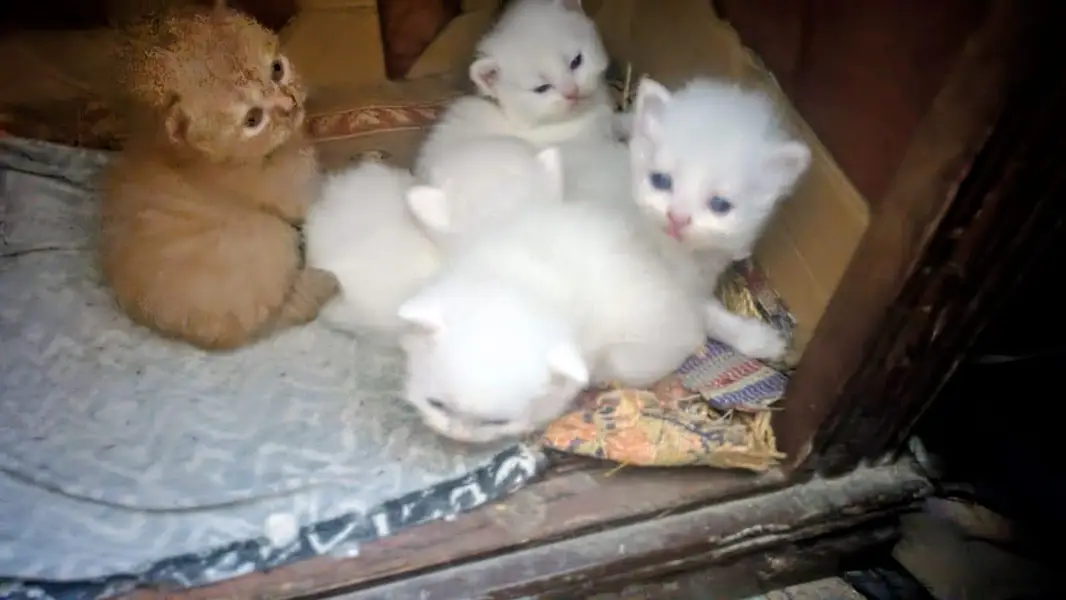 treple coated butifull Cat baby — photo 2