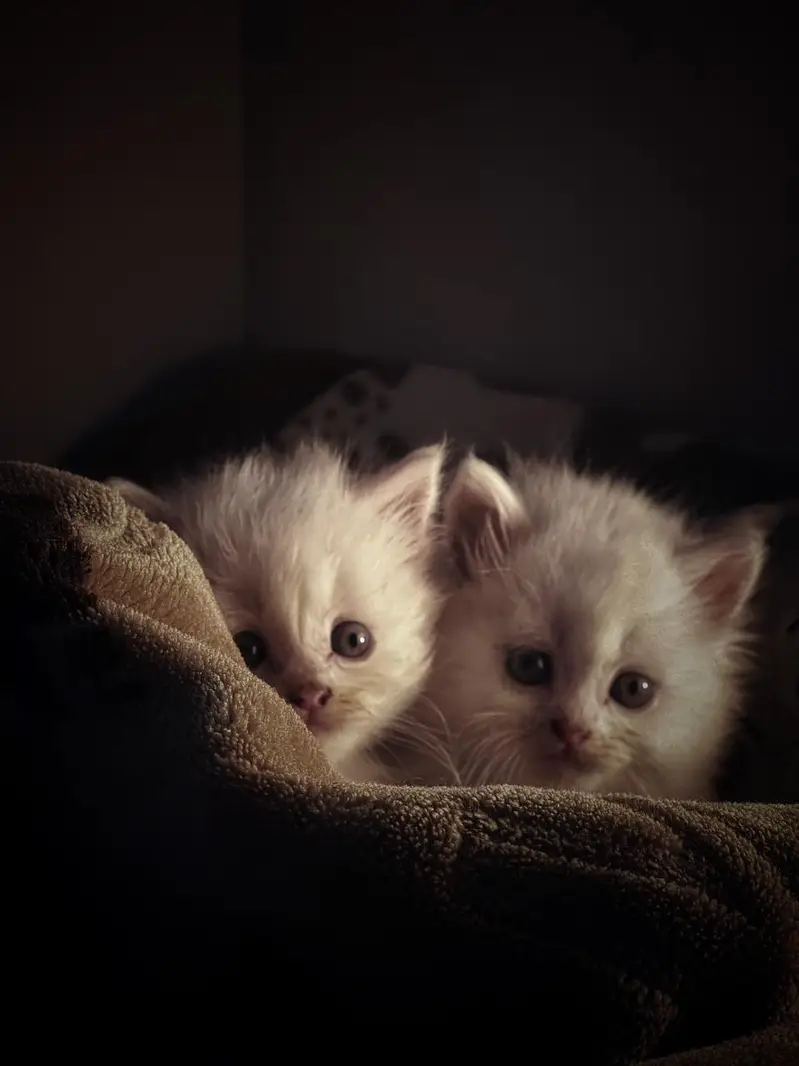 treple coated butifull Cat baby — photo 3