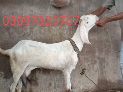 03097325767 contact number