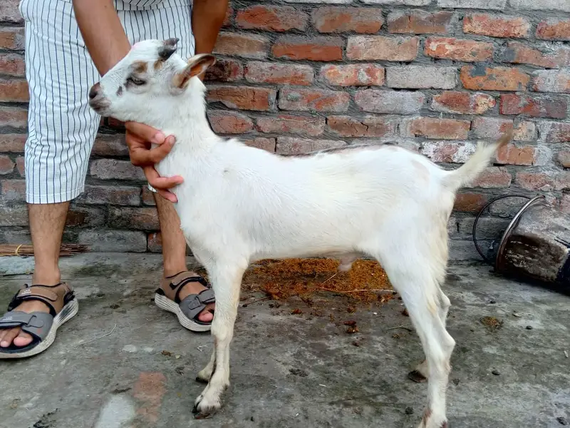 03097325767 contact number — photo 3