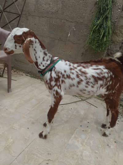 bakra