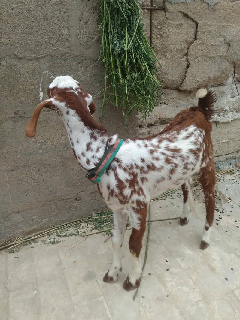 bakra 1
