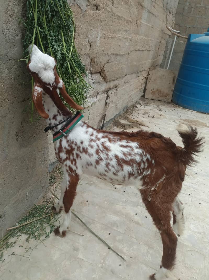 bakra 3