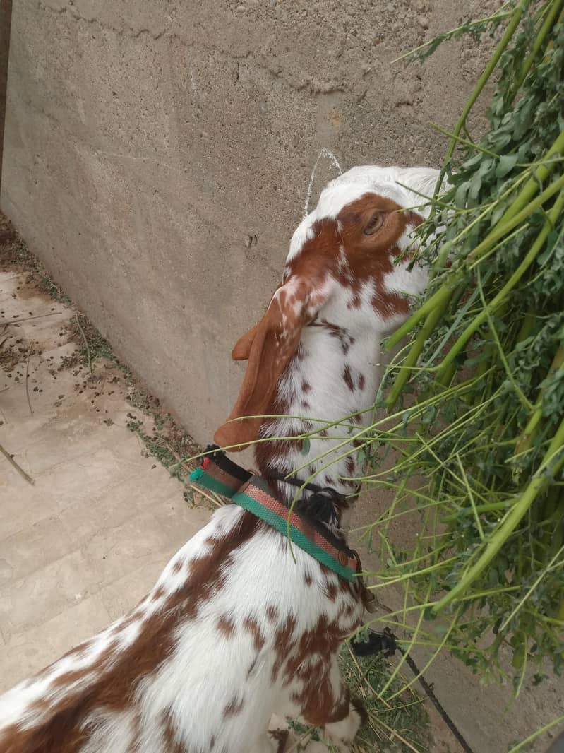 bakra 4