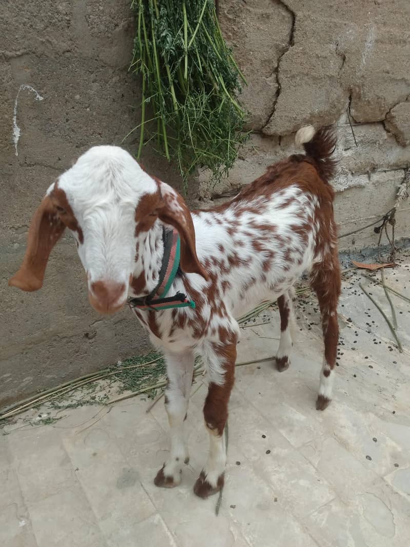 bakra 5