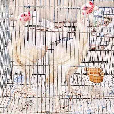 Heera Aseel Available For Sale