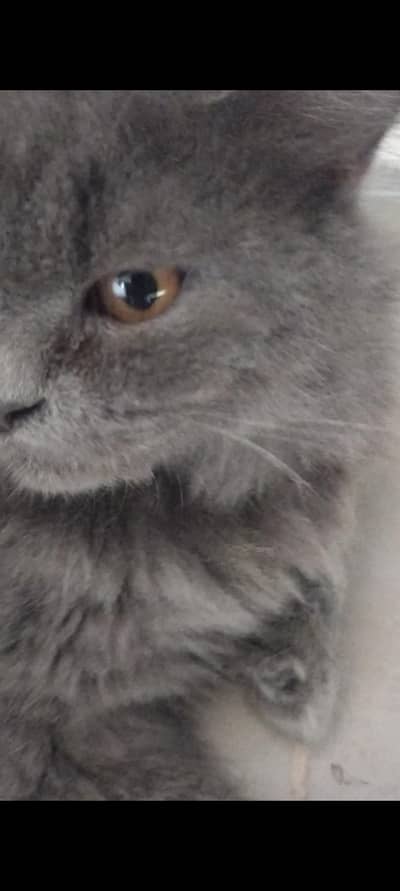 cats male